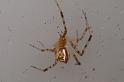 Theridion_pyramidale_D7812_Z_89_North Stradbroke island_Australie